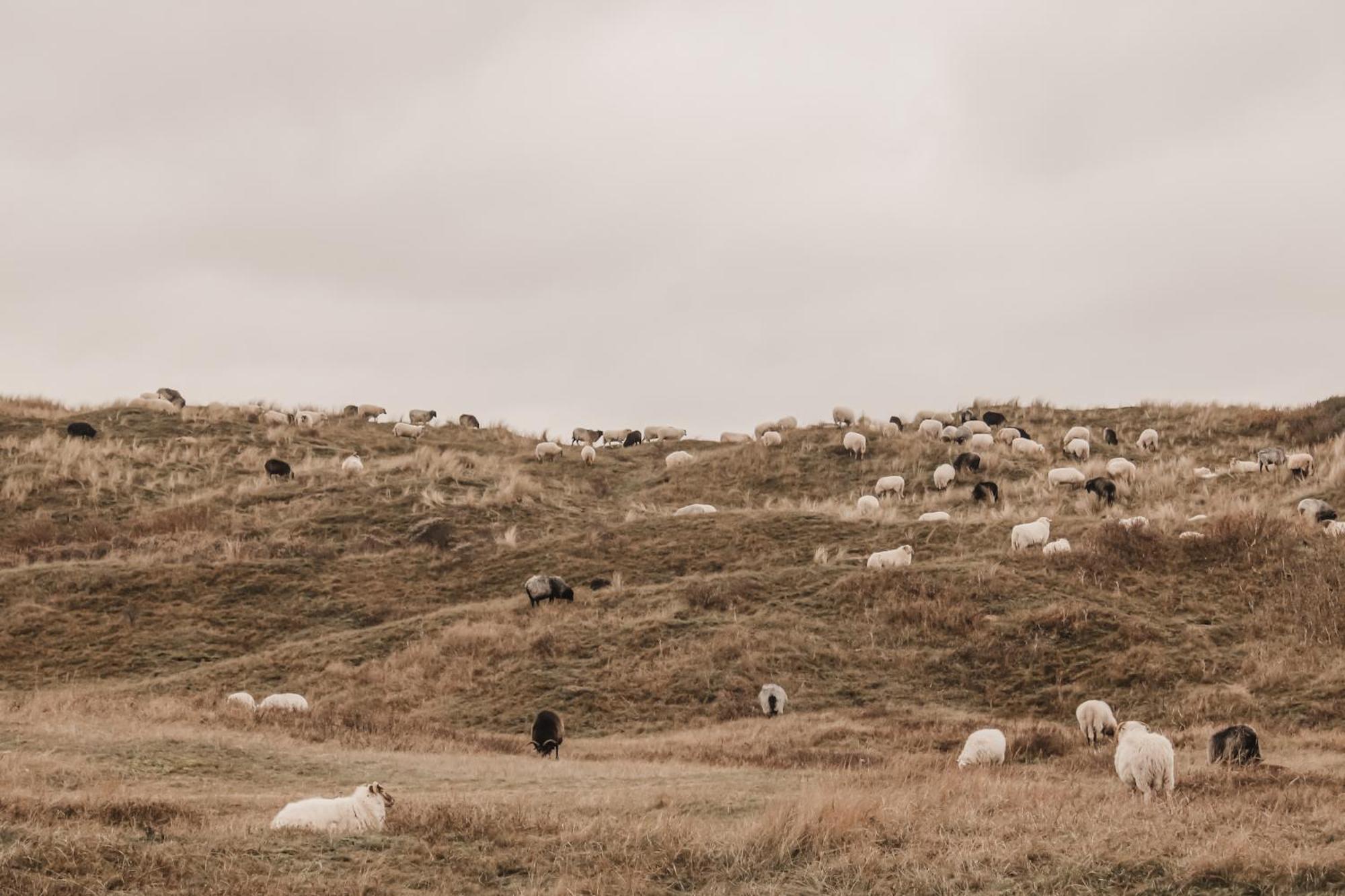 Zoomers Aan Het Bos Castricum Ngoại thất bức ảnh